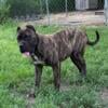 Female Bandog Mastiff