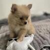 Female Pomeranian