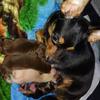 Pure chih pups ( very small)