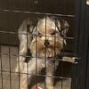 6 month old male Purebred Yorkie