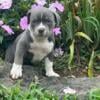 ABKC Registrable American Bully Puppies