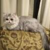 Pure Persian Shaded Silver & White Male 600