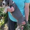 Great Dane puppies for sale