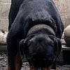 Beautiful German/ Serbian line Rottweiler Pups