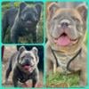 3 Male French Bulldogs Available (AKC)