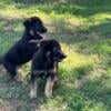 German Shepherd puppies