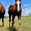 APHA and AQHA horses