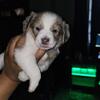 Shih Tzu/Pomeranian/Chihuahua $450