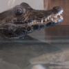 Dwarf Caiman - 2.5-3ft length