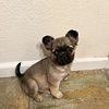 French bulldog/pug