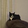 Maine Coon MIX Female 14 weeks