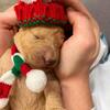 Goldendoodle puppies ready just in time for Christmas 