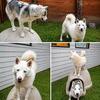 Huskies