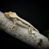 GECKO CRESTED