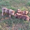 Bull Bordeaux puppies