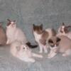 Ragdolls kittens available