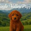 RED MINI IRISH DOODLE F1B & RED MINI GOLDENDOODLE F1B PUPPIES