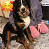 6 month old male bernese
