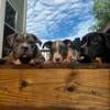 American Bully Puppies