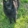 Ozzy. Pomeranian for rehoming