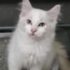 Lilo Pedigree ragdoll Blue lynx bicolor male TICA