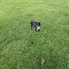 Blue Heeler/Border Collie male