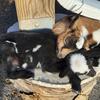 Nigerian dwarf goats_bucklings