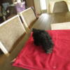 PRICE REDUCED10/20/24. 1 CKC TOY POODLE PUPPIES BORN MAY 22,2024  ONE FEMALE  $200.00