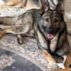 2 year old male German Shepherd