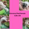 African Pygmy Dormice Micro Squirrels nearly all white, high pied, pied/standard Males and females 