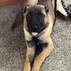 Dog for sale service include with them as well need gone by next Friday yes Im done with dog life for good