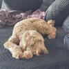 8 month golden doodle puppy 