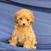 Female Cavapoo puppy