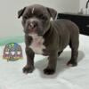 Quality American Bully Pups