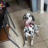 Dalmatian For Sale 2 Years old