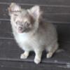 RARE LAVENDER CREAM LONG COAT MALE CHIHUAHUA DOB 7-11-24 GREEN EYES PINK NOSE