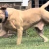 Male Bully/Boerboel mix for sale