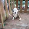 Adorable Oldie puppies seeking forever homes!