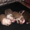 Red nose purebred pit bulls