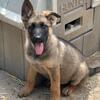 Akc German shepherd Puppies 
