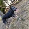 Have 2 female Australia cattle dogs looking for a great home