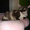 Devon Rex Kittens From The Devonese Cattery Purebred With Papers