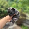 Male French Bulldog Puppy