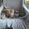 Adorable fluffy kittens 