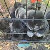 Chow female puppies ready