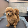 Purebred Toy Poodles – Vet Checked, Ready for New Homes – Mississauga