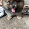 2 male Pomeranian puppies