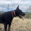 AKC Euro Doberman breeding pair