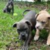 American bully puppies