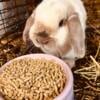 Beautiful frosty holland lop doe 